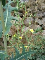 Lactuca serriola.jpg