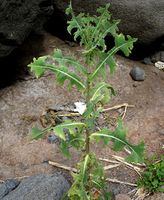 Lactuca serriola 0 (G. Nitter).jpg