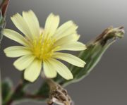 Ein regelmäßiger, hellgelber Blütenkorb mit nur 13 Blüten ist typisch. (Bild: W. Wohlers, JKI)