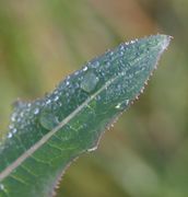 Der Blattrand trägt meistens kleine Zähne. (Bild: W. Wohlers, JKI)