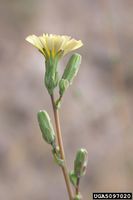 Lactuca serriola IPM5097020.jpg