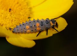 Siebenpunkt-Marienkäfer: Larven - Alvesgaspar, CC BY-SA 3.0