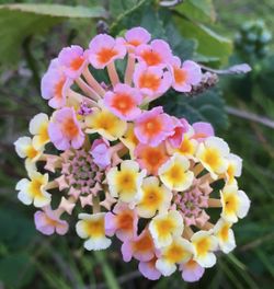 alt=Description de l'image Lantana tahiti.jpg.