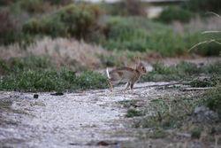 Wildkaninchen - Jpbazard, CC BY-SA 3.0