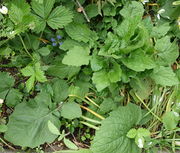 Im Frühjahr wird eine Rosette gebildet, deren Blätter 30 cm lang werden können. Die Pflanze konnte nach einem milden Winter früh austreiben. (Bild: W. Wohlers, JKI)