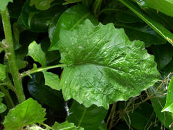 unteres Blatt – T.Voekler, CC BY-SA 3.0