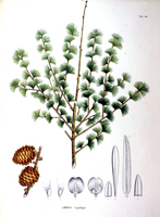 Illustration morphologischer Merkmale