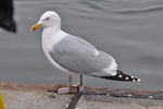 Silbermöwe:  Aiwok, CC BY-SA 3.0