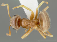 Lasius neoniger casent0005403 dorsal 1.jpg