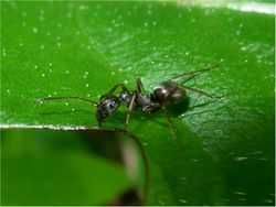 Schwarze Wegameise auf einem Blatt - McIntosh Natura, CC BY-SA 3.0