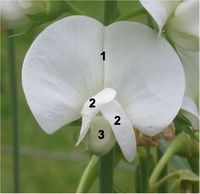 Blüte spiegelsymmetrisch: Platterbse Lathyrus (1: Fahne, 2: Flügel, 3: Schiffchen).