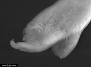 Die Spitze der Ranke unterscheidet sich stark von der Spitze des Fiederblattes. Zellstrukturen sind nicht zu erkennen. (REM-Bild: K. Richert-Pöggeler, JKI)