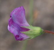 Beim Verblühen geht die Blütenfarbe eher ins Blaue. (Bild: W. Wohlers, JKI)