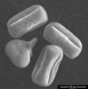 Der Pollen kann bis 50 um lang sein, hier schon etwas eingetrocknet, ein Pollenkorn besonders stark. (REM-Bild: K. Richert-Pöggeler, JKI)