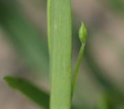 Die Knospen sind unscheinbar. (Bild: W. Wohlers, JKI)