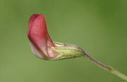 Die leuchtend rote Blütenfahne ist länger als das hellere Schiffchen. (Bild: W. Wohlers, JKI)