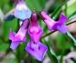 Lathyrus vernus ENBLA01.jpg