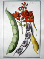LeBerryais Haricots planche 19.jpg