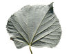 Leaf’s underside of Tilia tomentosa Moench, white BG, Dryades TS144259.jpg