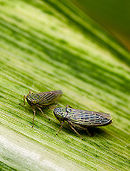 Leafhopper.jpg