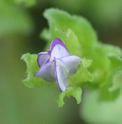  Frauenspiegel -Legousia hybrida (Bild: W. Wohlers, JKI)