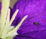 Die Antheren sind leer, der weiße Staub ist wohl der Pollen. (Bild: W. Wohlers)