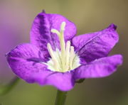 Die Blüten haben einen Durchmesser von bis zu 2,5 cm. (Bild: W. Wohlers, JKI)