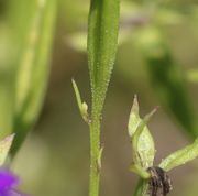 In der Achsel des kleinen Blattes unterhalb einer Blüte bzw. Kapsel wächst eine weitere Knospe. (Bild: W. Wohlers)