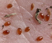 Die glänzenden, hellbraunen Samen sind nur 1,5 mm lang. (Bild: W. Wohlers, JKI)
