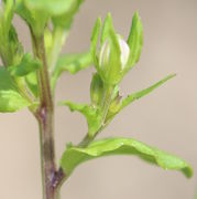 Knospen in den Blattachseln der Seitentriebe. (Bild: W. Wohlers)