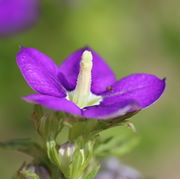 Die Blüte hat sich geöffnet. (Bild: W. Wohlers)