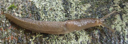Baumschnegel: Alttier (adult) - Francisco Welter Schultes, CC BY-SA 1.0