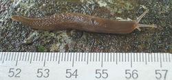 Baumschnegel: Alttier (adult) - Francisco Welter Schultes, CC BY-SA 1.0