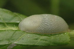 Gewächshausschnegel: Alttier (adult) - James K. Lindsey, CC BY-SA 2.5