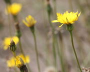 Die Blüten tragen ein leuchtendes Gelb. (Bild: W. Wohlers, JKI)