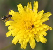 Der Durchmesser der Blütenkörbe kann 2 cm betragen, hier mit einer Wildbiene und einem Rapsglanzkäfer. (Bild: W. Wohlers, JKI)