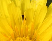 Durch den schwarzen Rapsglanzkäfer ist die mit Pollen besetzte Narbe zu erkennen, die aus der Antherenröhre herauswächst. (Bild: W. Wohlers, JKI)