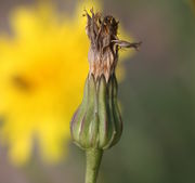Der Korb hat sich nach der Blüte wieder geschlossen. (Bild: W. Wohlers, JKI)