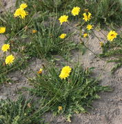 Aus einer Rosette mit bei guten Bodenbedingungen vielen Blättern, erheben sich unverzweigte Stängel mit nur einem Blütenkorb. (Bild: W. Wohlers, JKI)