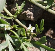 Die 2 bis 3 mm großen Blüten stehen in Knäueln in den Blattachseln. (Bild: W. Wohlers, JKI)