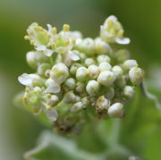 Der Blütenstand misst mit allen Knospen nur 1,5 cm im Durchmesser. (Bild: W. Wohlers)