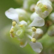 Der Pollen ist hellgelb. (Bild: W. Wohlers)