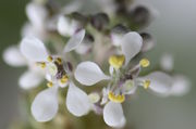 Auf dem violetten, weiß behaarten Fruchtknoten sitzt eine weiße Narbe. Gelbe Antheren. (Bild: W. Wohlers, JKI)