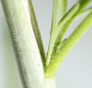 Lange Haare am Blatt rechts, während auf dem Stängel kurze, dicke Haare zu sehen sind, die konisch geformt sind wie bei Lepidium ruderale, der Schuttkresse. (Bild: W. Wohlers)