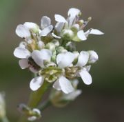 Blüten und Knospen stehen eng zusammen. (Bild: W. Wohlers, JKI)