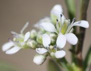 Die weißen Blüten sind ca 4 mm groß. (Bild: W. Wohlers, JKI)