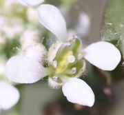 Typisch zwittrige Blüte eines Kreuzblütlers mit vier Kelch- und vier Kronblättern, vier langen und zwei kurzen Staubblättern. (Bild: W. Wohlers, JKI)