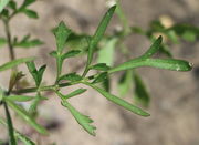 Ein Blatt mit gezähnten, sowie schmalen, ungezähnten Fiedern. (Bild: W. Wohlers)