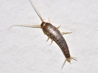 Lepisma saccharina 1a.JPG