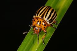 Kartoffelkäfer: Alttier (adult) - Fritz Geller-Grimm, CC BY-SA 3.0